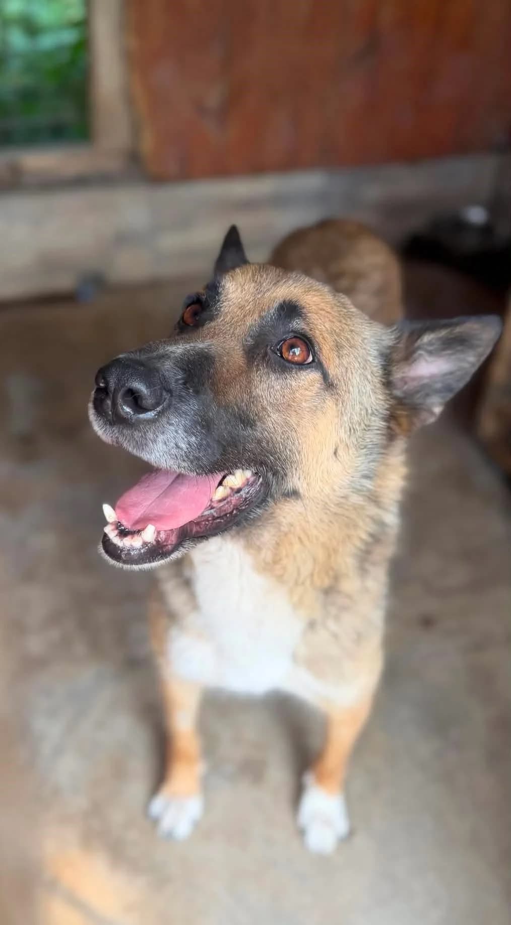 Joko ♂ 🇧🇬, male Mixed Breed for adoption at Tierschutzverein Hundehilfe Hinterland e.V., Biedenkopf