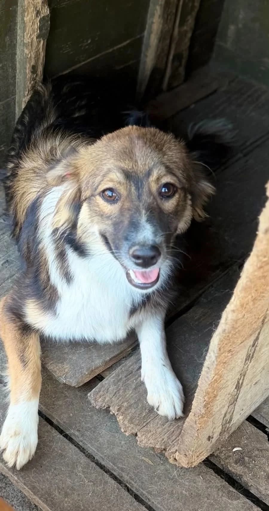 Maja ♀ ♂ 🇧🇬, female senior Mixed Breed for adoption at Tierschutzverein Hundehilfe Hinterland e.V., Biedenkopf