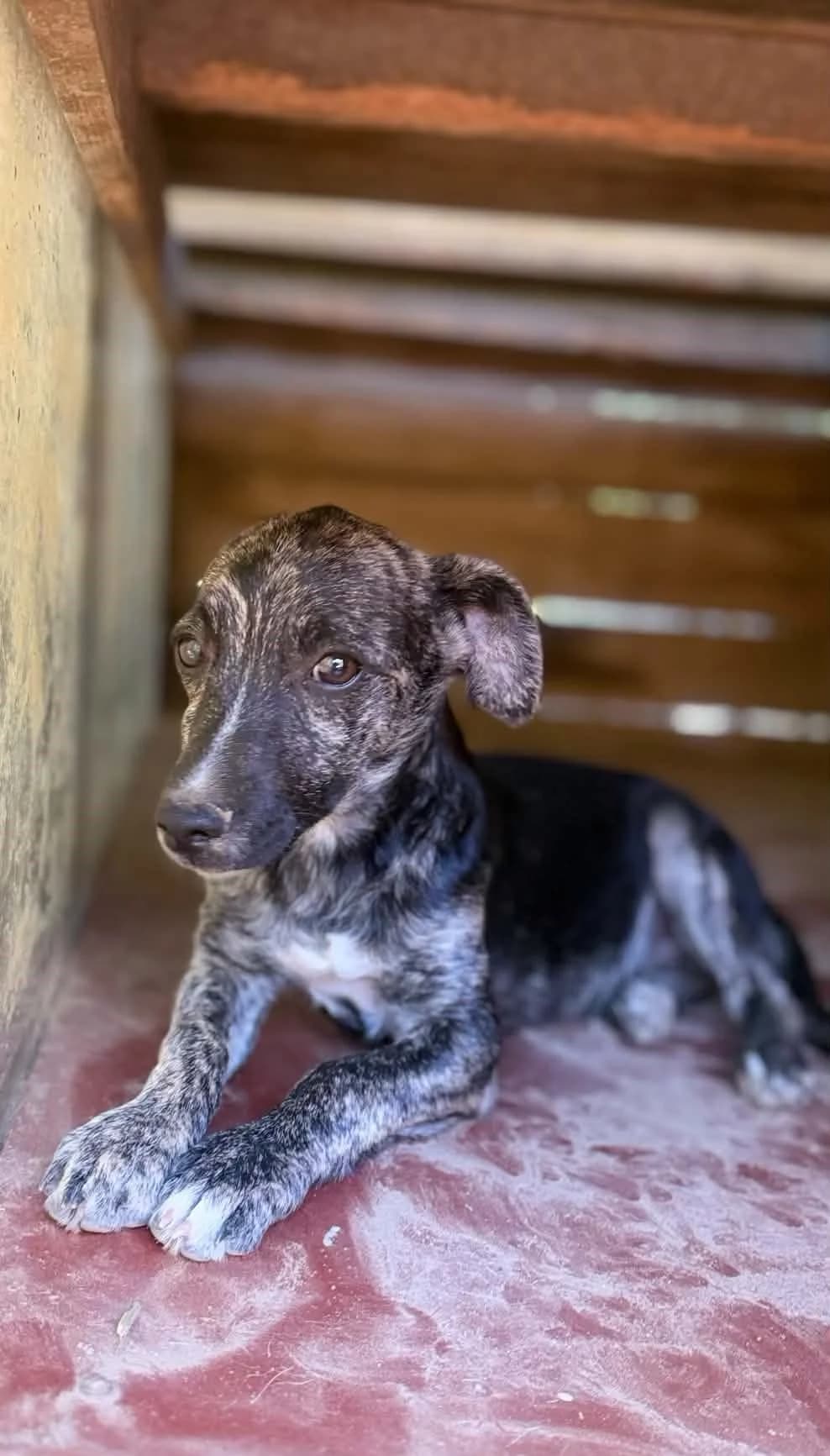 Winnie ♂ 🇧🇬, male senior Mixed Breed for adoption at Tierschutzverein Hundehilfe Hinterland e.V., Biedenkopf