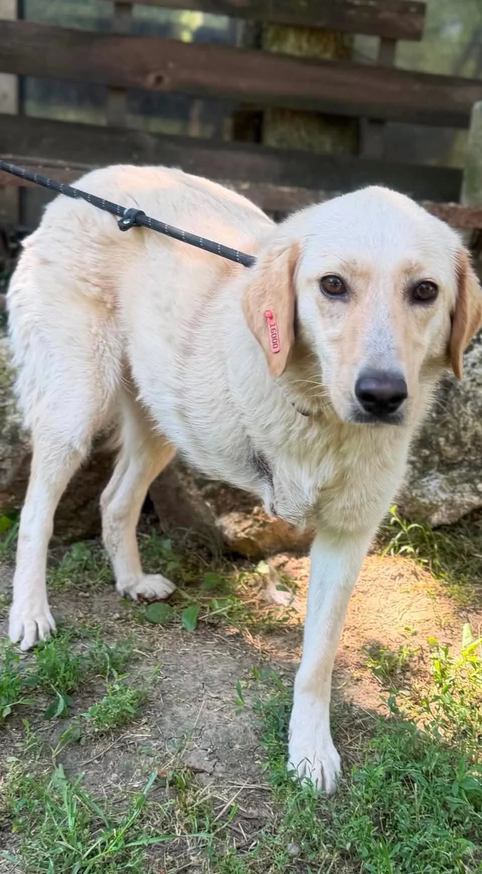Belka ♀ 🇧🇬, female senior Mixed Breed for adoption at Tierschutzverein Hundehilfe Hinterland e.V., Biedenkopf