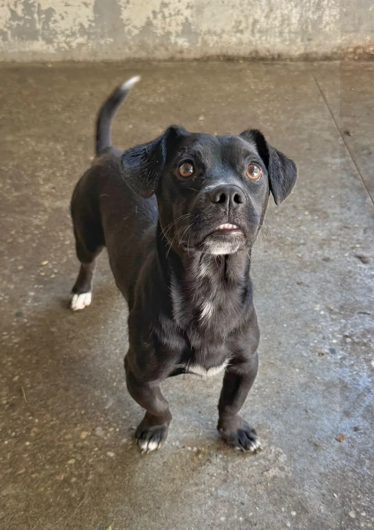 Subi ♂ 🇭🇺, male puppy Mixed Breed for adoption at Tierschutzverein Hundehilfe Hinterland e.V., Biedenkopf