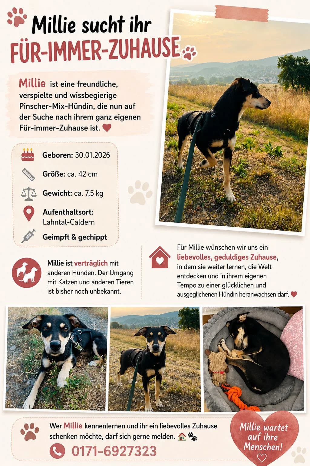 Vermittlungshilfe-Millie ♀ 🇩🇪, male Mixed Breed for adoption at Tierschutzverein Hundehilfe Hinterland e.V., Biedenkopf