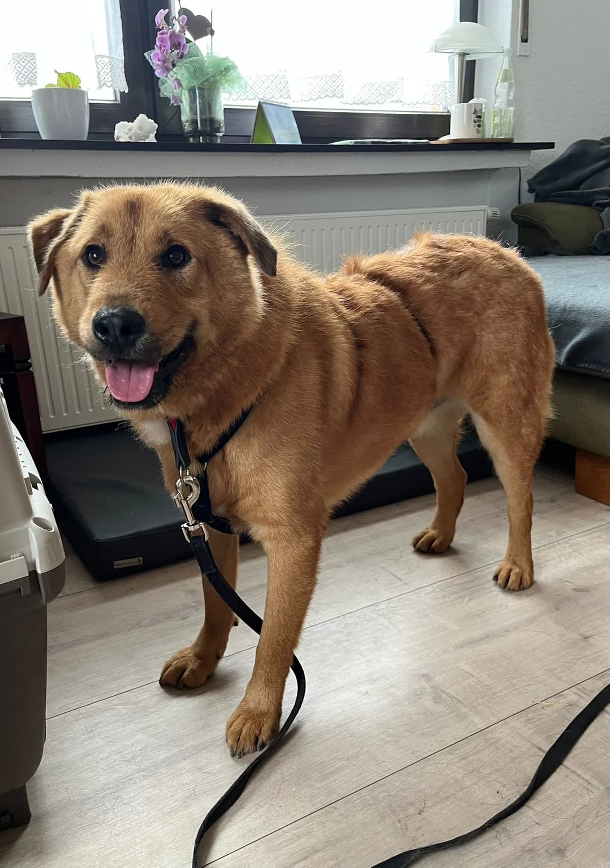 Ivu ♂ 🇩🇪, male puppy Mixed Breed for adoption at Tierschutzverein Hundehilfe Hinterland e.V., Biedenkopf