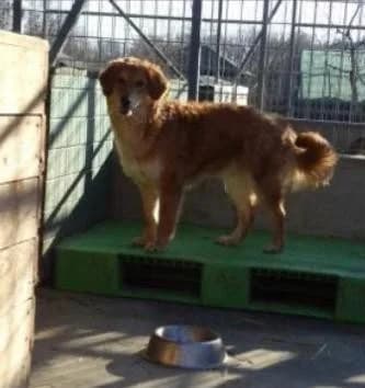Creatza ♀ 🇷🇴, female puppy Mixed Breed for adoption at Tierschutzverein Hundehilfe Hinterland e.V., Biedenkopf
