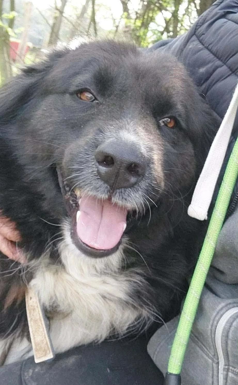 Tonya ♀ 🇧🇬, female senior Mixed Breed for adoption at Tierschutzverein Hundehilfe Hinterland e.V., Biedenkopf