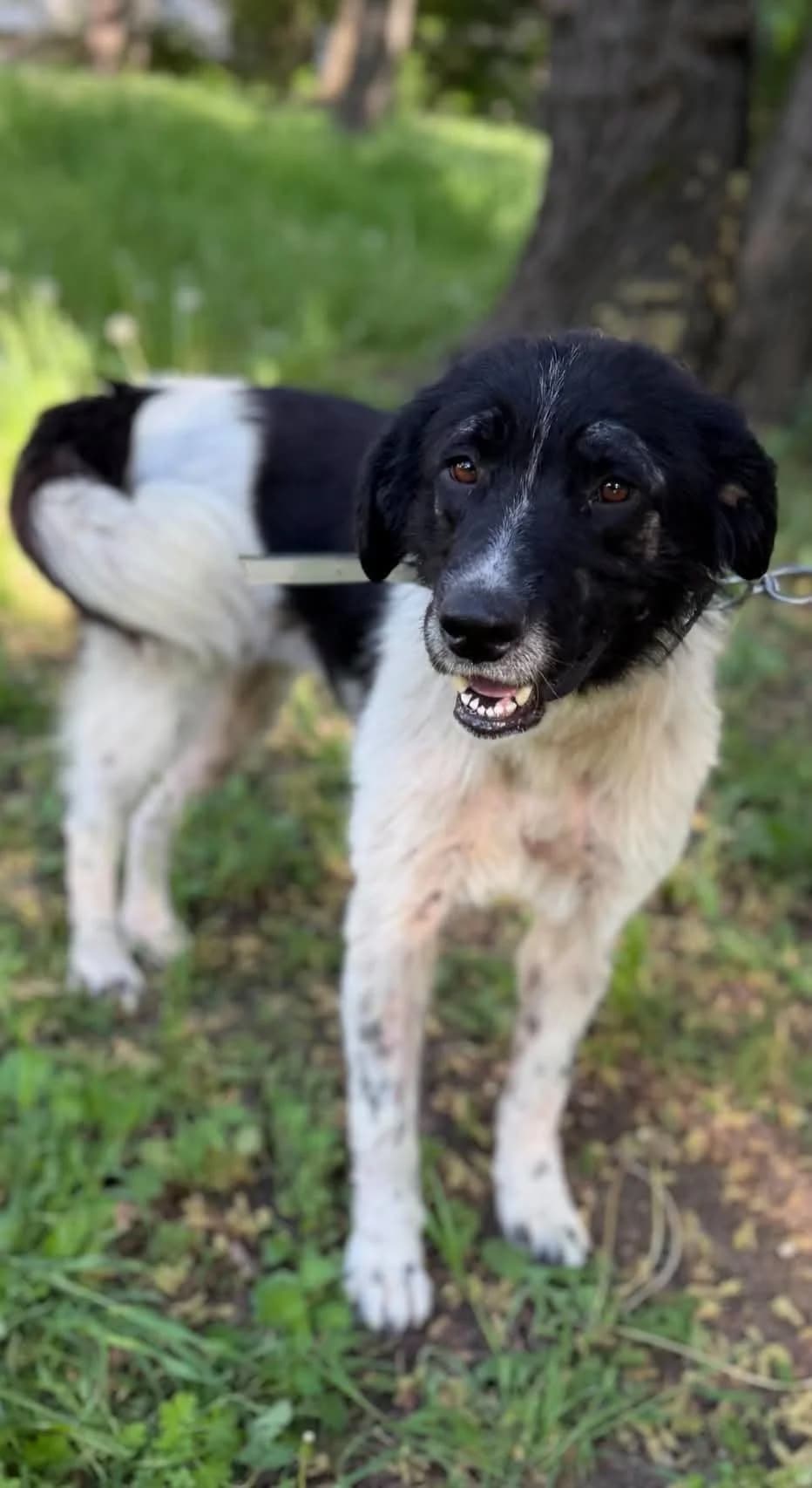 Ruby ♀ 🇧🇬, female senior Mixed Breed for adoption at Tierschutzverein Hundehilfe Hinterland e.V., Biedenkopf