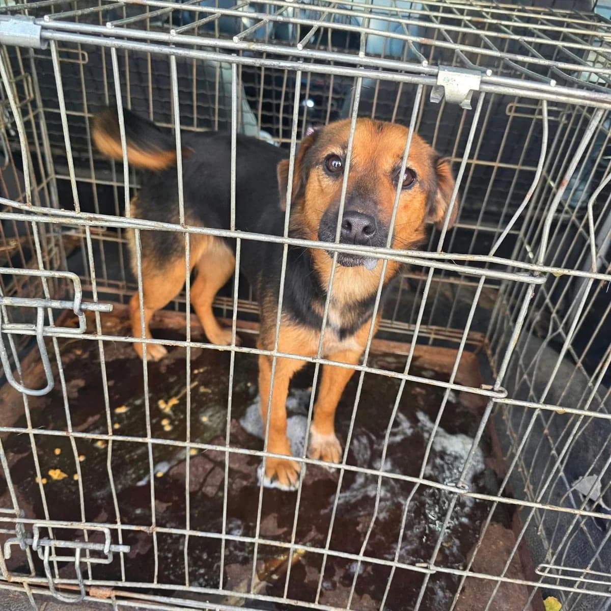 Zorka ♀ 🇭🇺, female Mixed Breed for adoption at Tierschutzverein Hundehilfe Hinterland e.V., Biedenkopf