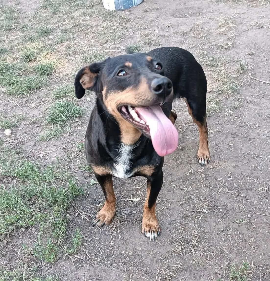 Hanka ♀ 🇭🇺, female Mixed Breed for adoption at Tierschutzverein Hundehilfe Hinterland e.V., Biedenkopf