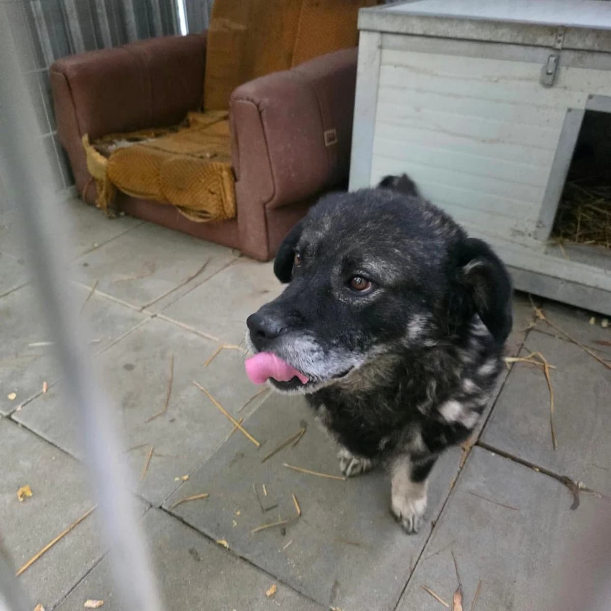 Petty ♂ 🇭🇺, male 5yo Mixed Breed for adoption at Tierschutzverein Hundehilfe Hinterland e.V., Biedenkopf