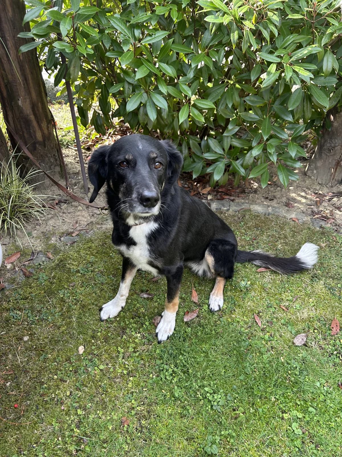 Vermittlungshilfe – Emma ♀ 🇩🇪, female Mixed Breed for adoption at Tierschutzverein Hundehilfe Hinterland e.V., Biedenkopf