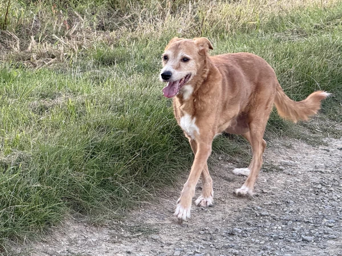 Vermittlungshilfe – Hugo ♂ 🇩🇪, male senior Mixed Breed for adoption at Tierschutzverein Hundehilfe Hinterland e.V., Biedenkopf
