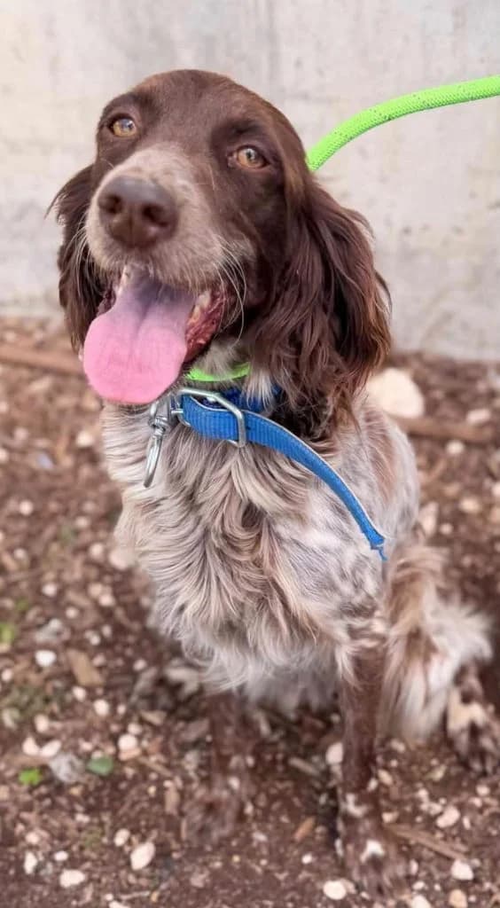 Nova ♀ 🇧🇬, female Mixed Breed for adoption at Tierschutzverein Hundehilfe Hinterland e.V., Biedenkopf