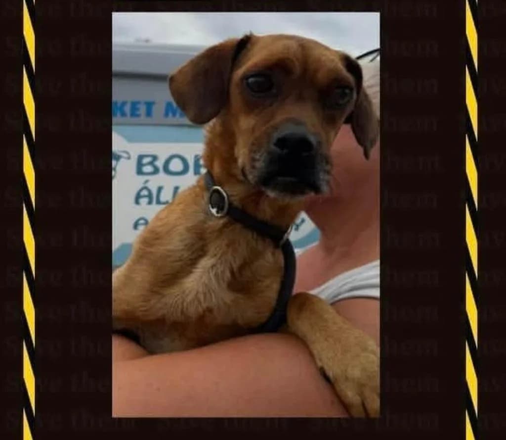 Odi ♂ 🇭🇺, male Mixed Breed for adoption at Tierschutzverein Hundehilfe Hinterland e.V., Biedenkopf