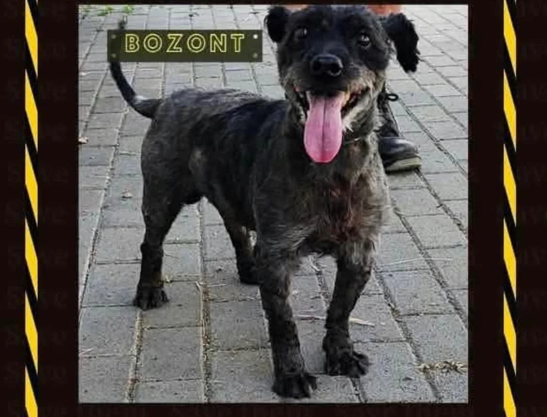 Bozont ♂ 🇭🇺, male puppy Mixed Breed for adoption at Tierschutzverein Hundehilfe Hinterland e.V., Biedenkopf