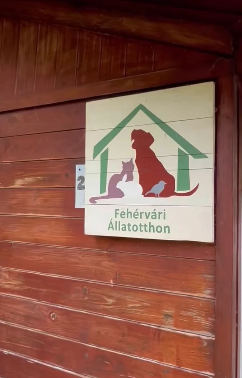 Wir nehmen euch mit in unser ungarisches Partnertierheim, Mixed Breed for adoption at Tierschutzverein Hundehilfe Hinterland e.V.