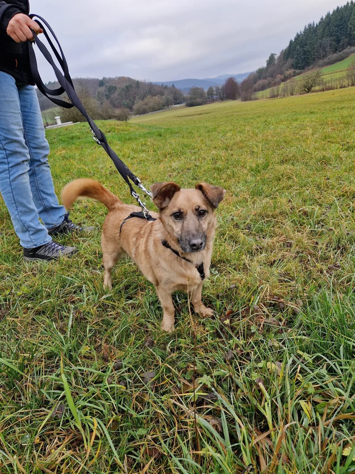 Night ♀ 🇩🇪, female 5yo Mixed Breed for adoption at Tierschutzverein Hundehilfe Hinterland e.V., Biedenkopf