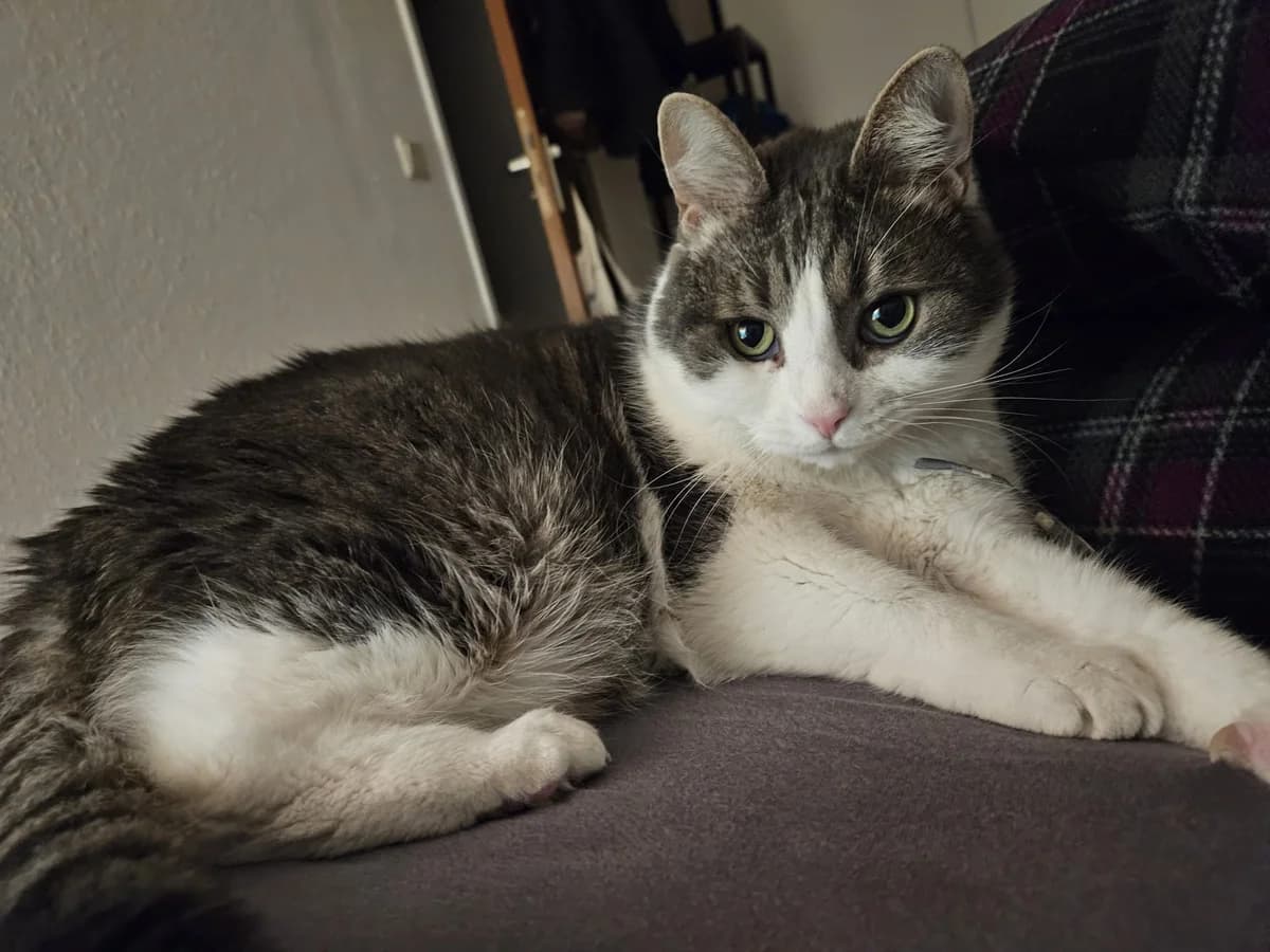 Michel, male 6yo Mixed Breed for adoption at Tierschutzverein Ibbenbüren, Ibbenbüren