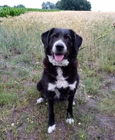 maya, female senior Mixed Breed for adoption at Tierschutzverein Ibbenbüren, Ibbenbüren