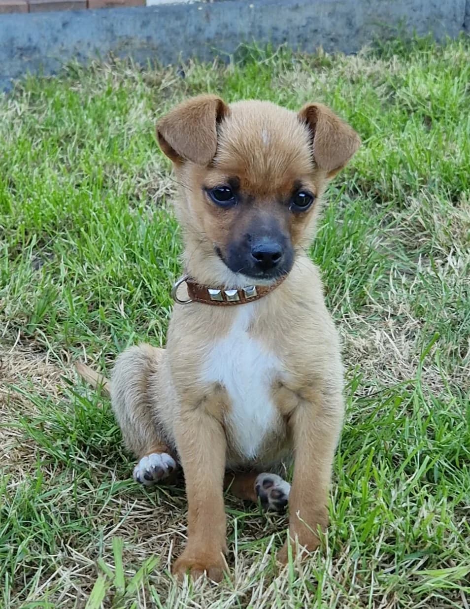 Süße Mia, female puppy Mixed Breed for adoption at Tierschutzverein Ibbenbüren, Ibbenbüren