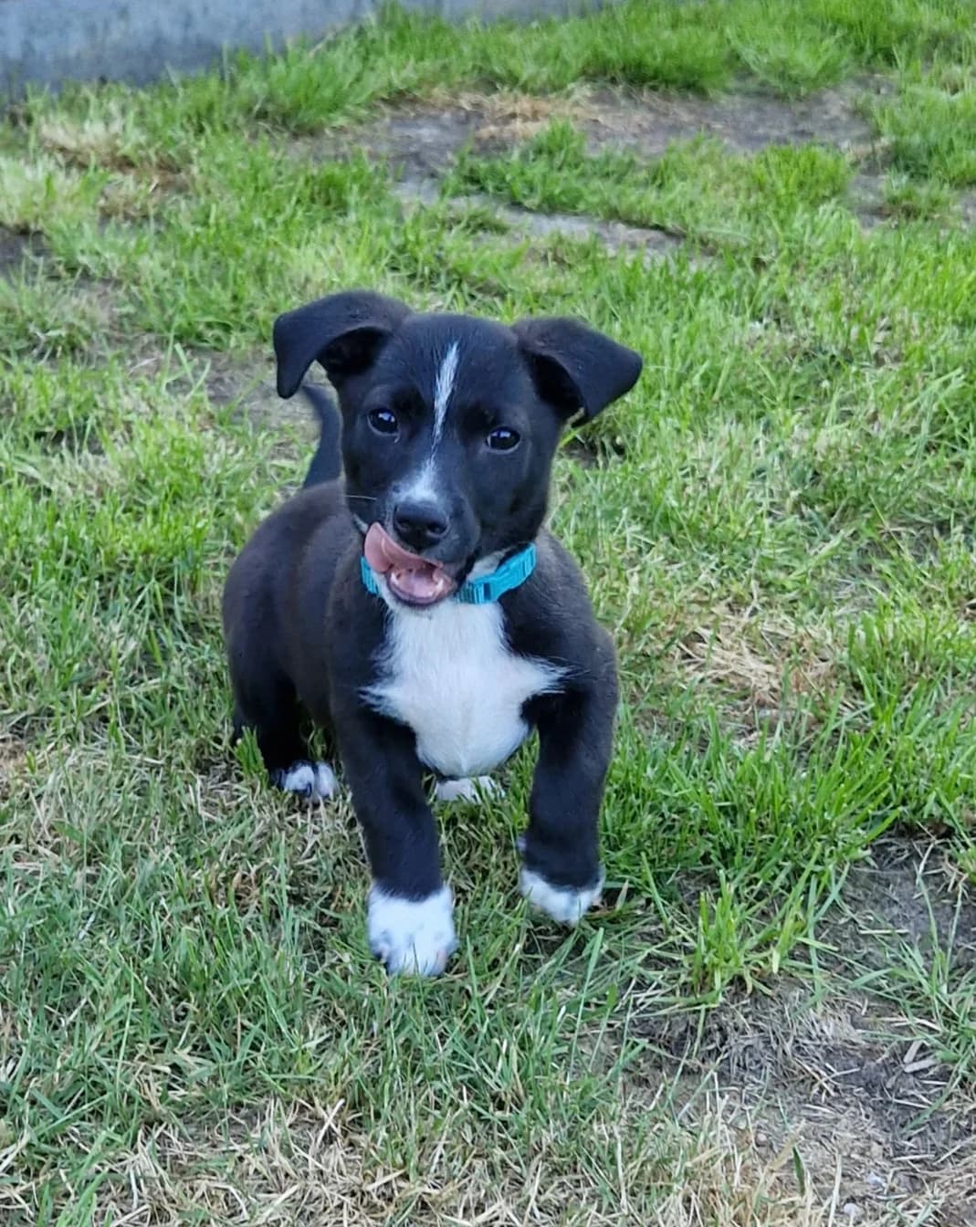 Kleiner Juri, male puppy Mixed Breed for adoption at Tierschutzverein Ibbenbüren, Ibbenbüren