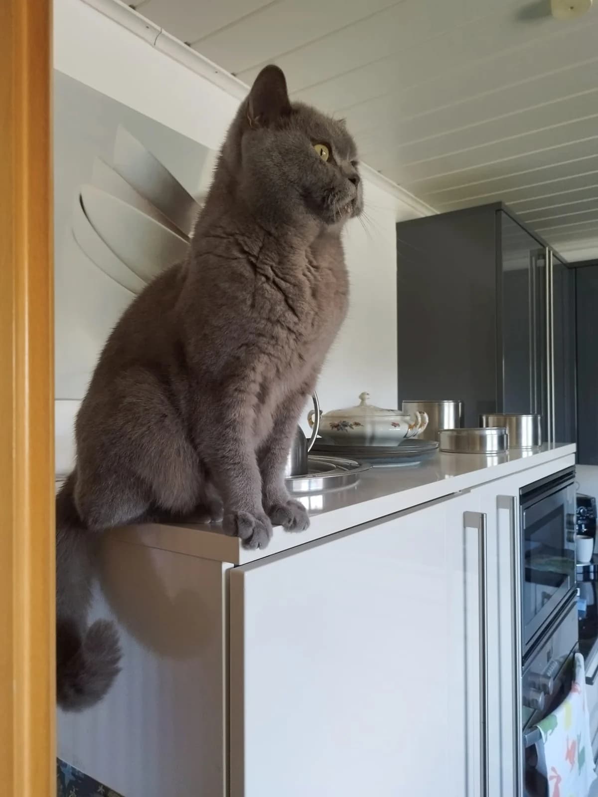 Grey, male 6yo Mixed Breed for adoption at Tierschutzverein Ibbenbüren, Ibbenbüren