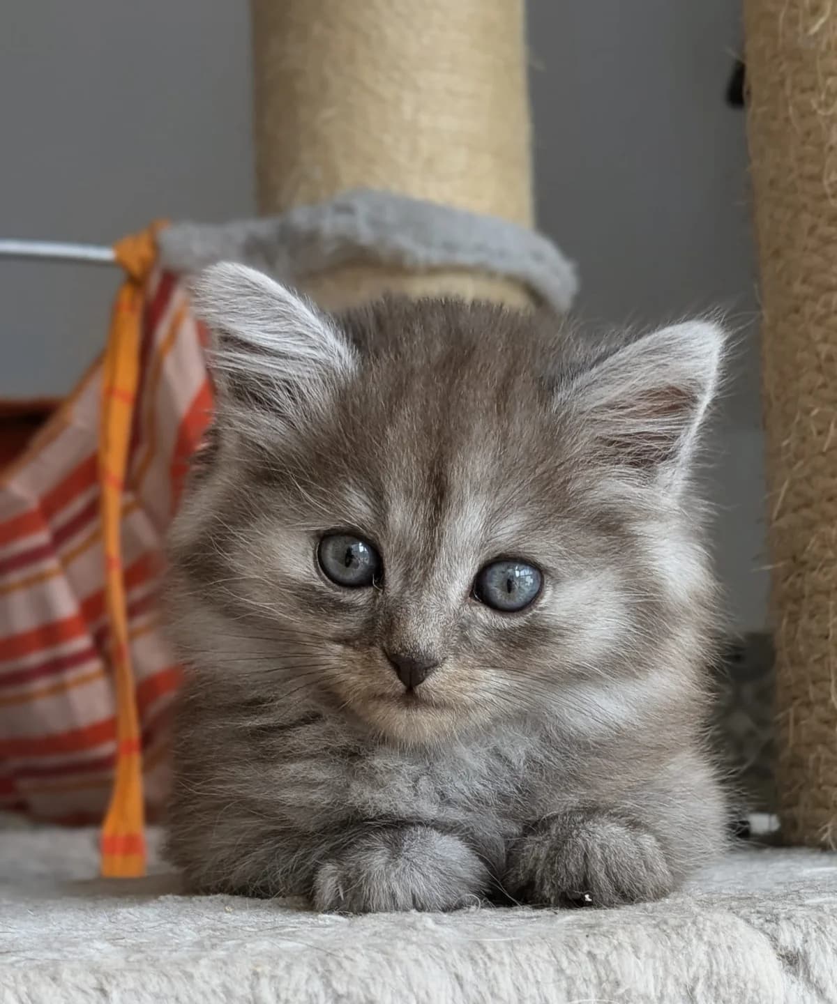 Kiano, male Mixed Breed for adoption at Tierschutzverein Ibbenbüren, Ibbenbüren