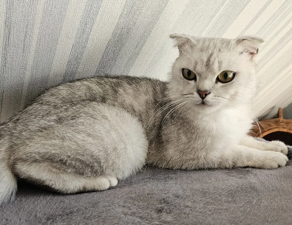 Gandalf, male 3yo Mixed Breed for adoption at Tierschutzverein Ibbenbüren, Ibbenbüren