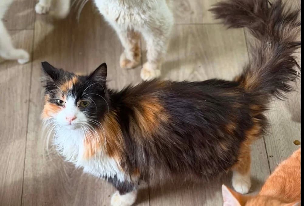kiwi, female Mixed Breed for adoption at Tierschutzverein Ibbenbüren, Ibbenbüren