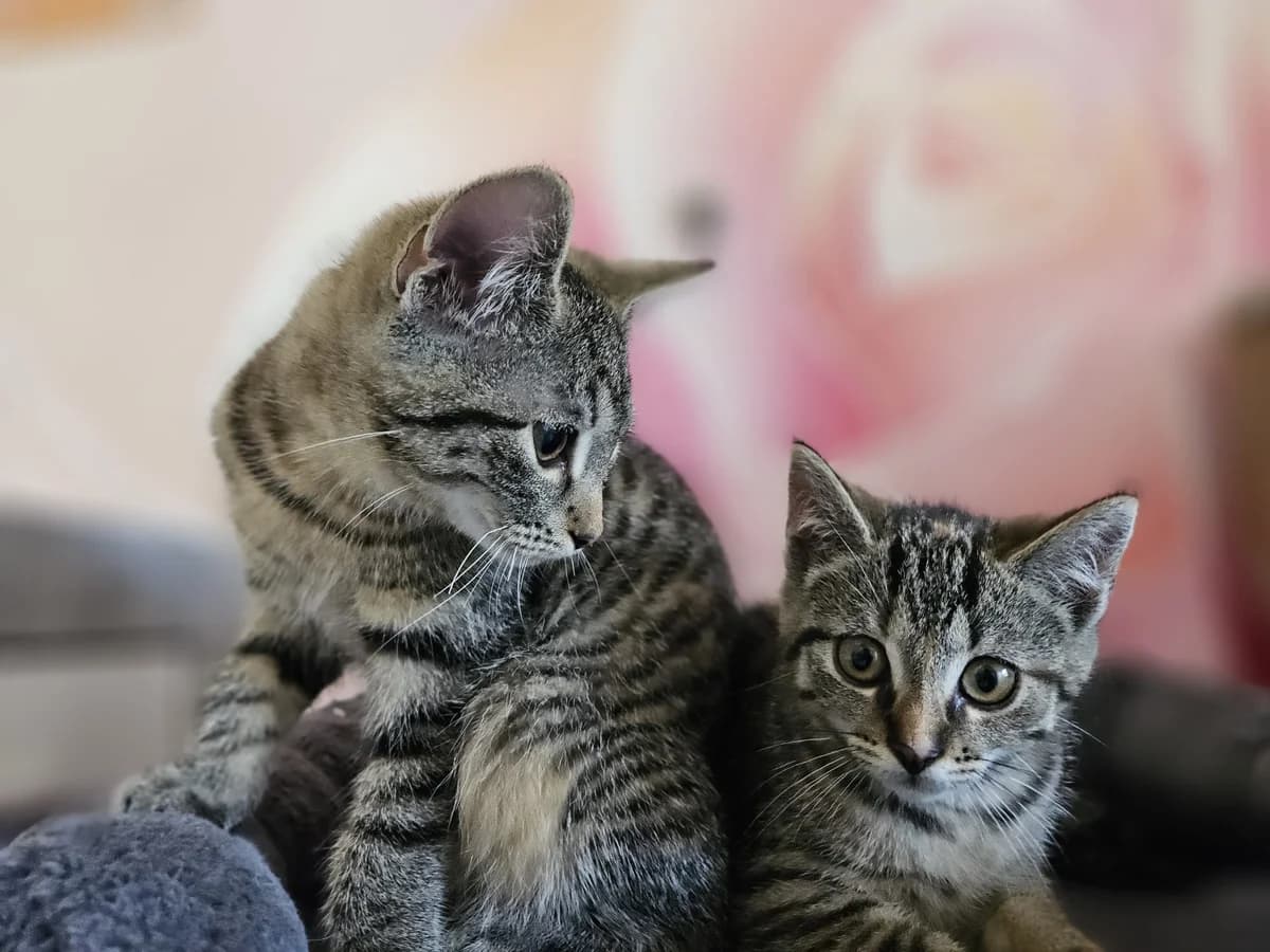 Bibi & Tina, female puppy Mixed Breed for adoption at Tierschutzverein Ibbenbüren, Ibbenbüren