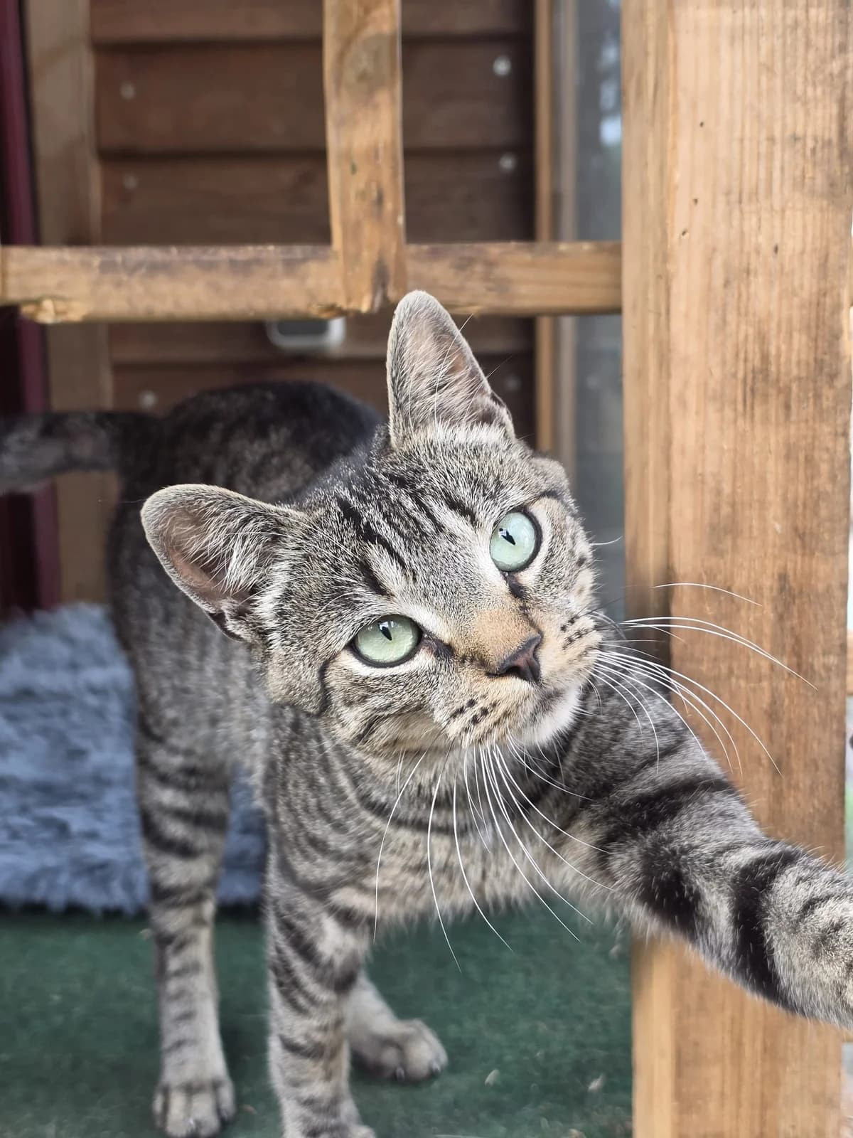 Gizmo, male young Mixed Breed for adoption at Tierschutzverein Ibbenbüren, Ibbenbüren