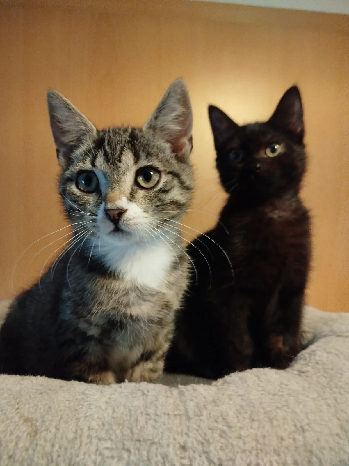 Burrito & Salsa, puppy Mixed Breed for adoption at Tierschutzverein Ibbenbüren, Ibbenbüren
