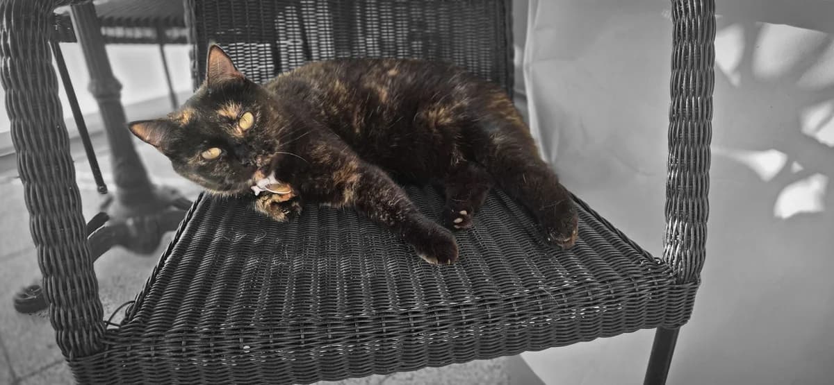 Lucy, female 6yo Mixed Breed for adoption at Tierschutzverein Ibbenbüren, Ibbenbüren