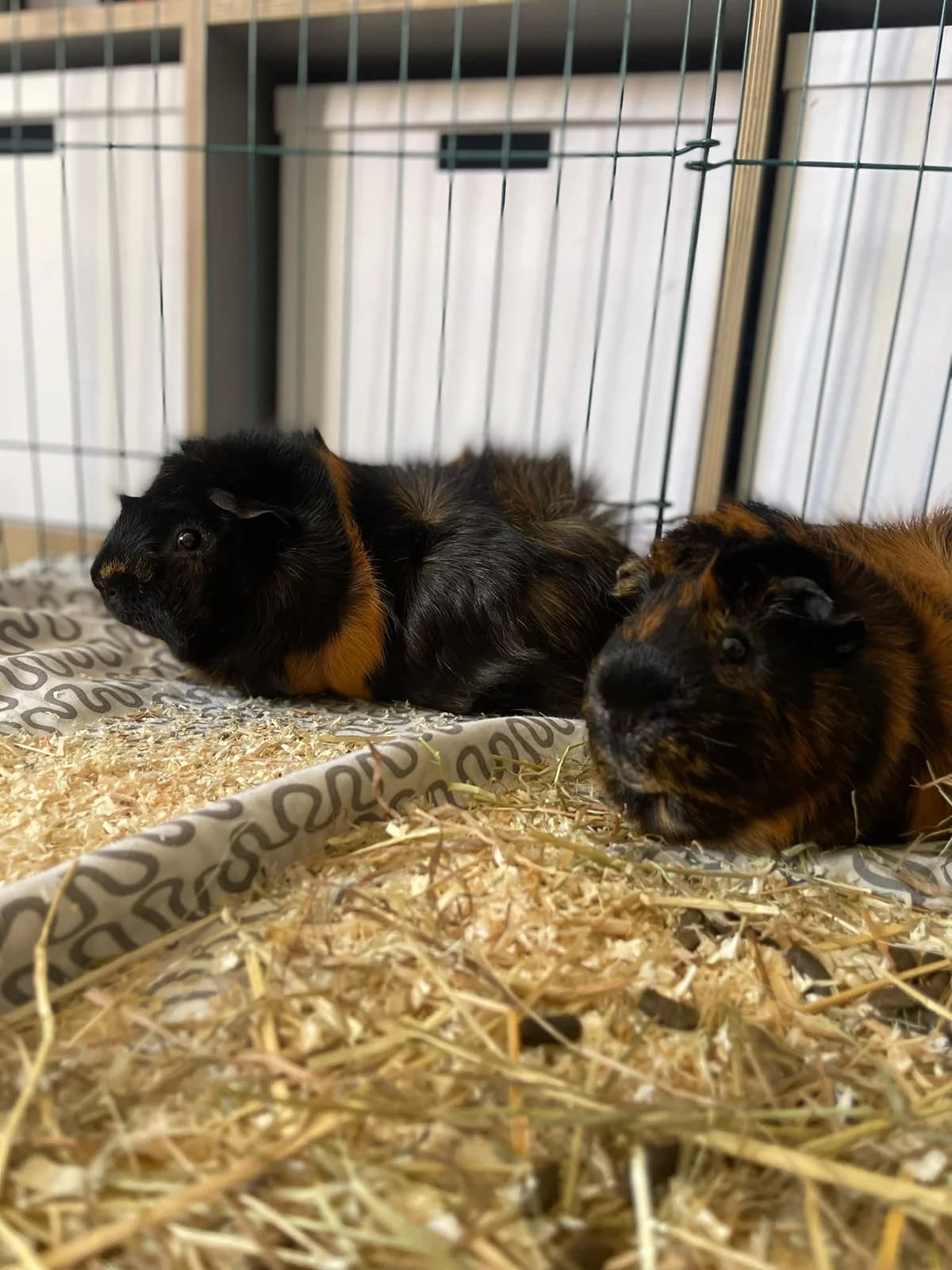 Zwei Meerschweinchen-Jungs, male young Mixed Breed for adoption at Tierschutzverein Ibbenbüren, Ibbenbüren