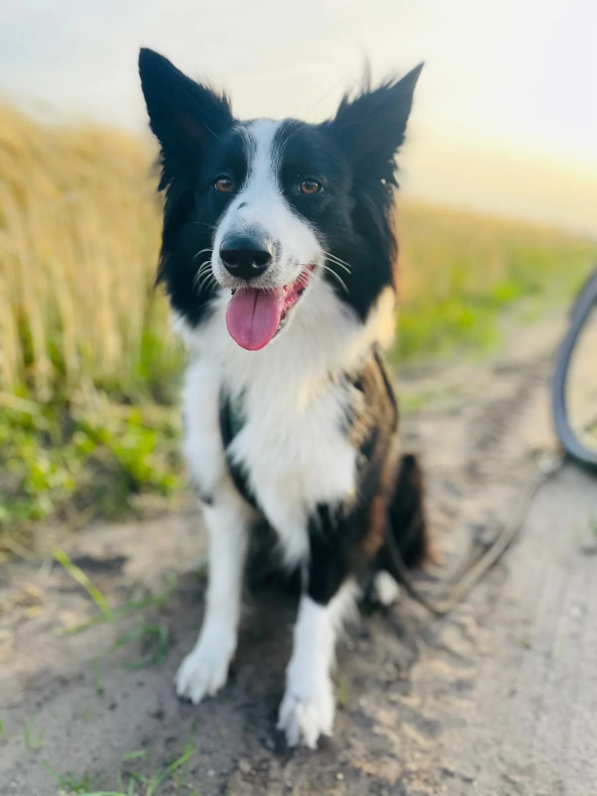 Elfie, female 6yo Mixed Breed for adoption at Tierschutzverein Ibbenbüren, Ibbenbüren
