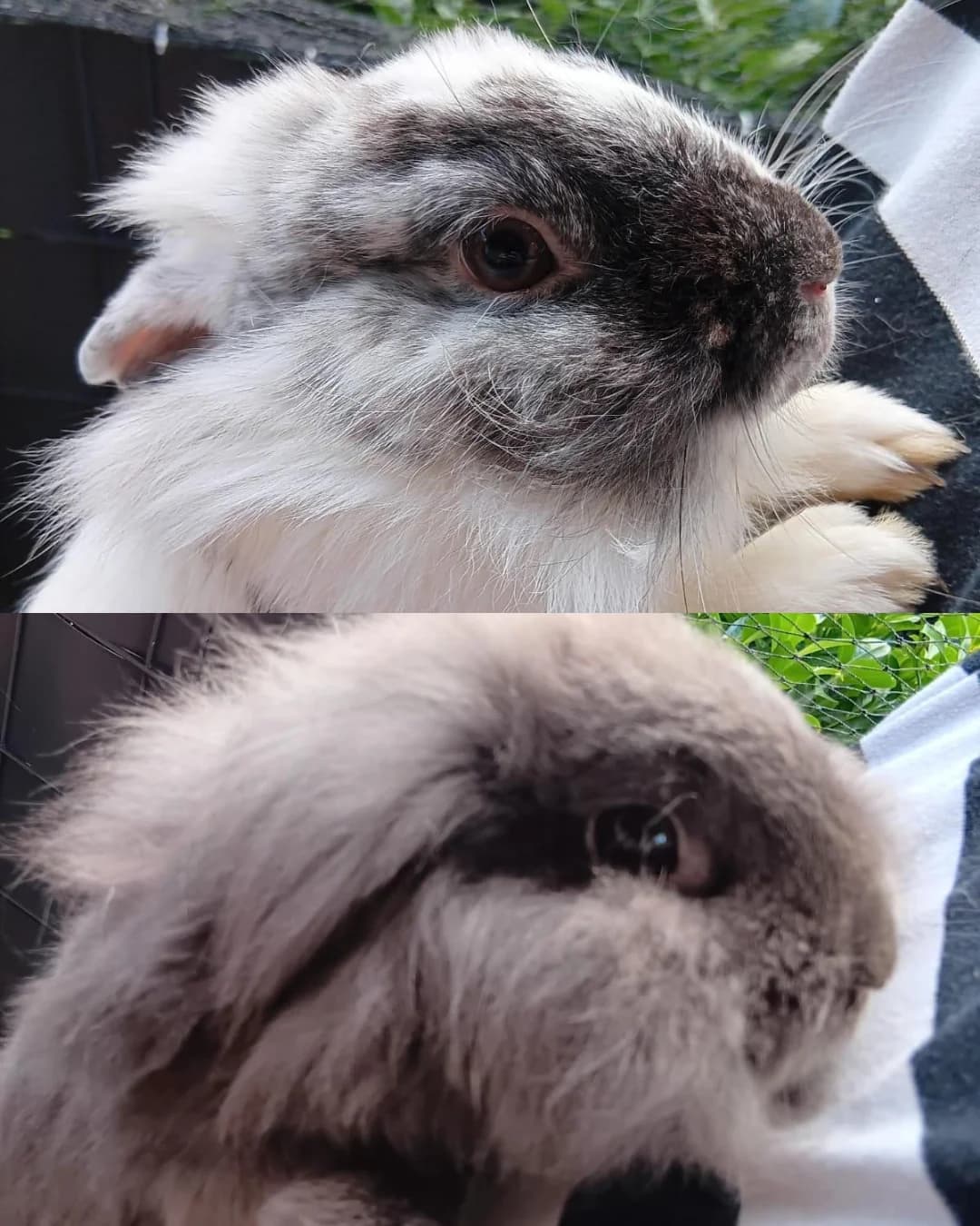 Bobby & Lotta, Mixed Breed for adoption at Tierschutzverein Ibbenbüren, Ibbenbüren