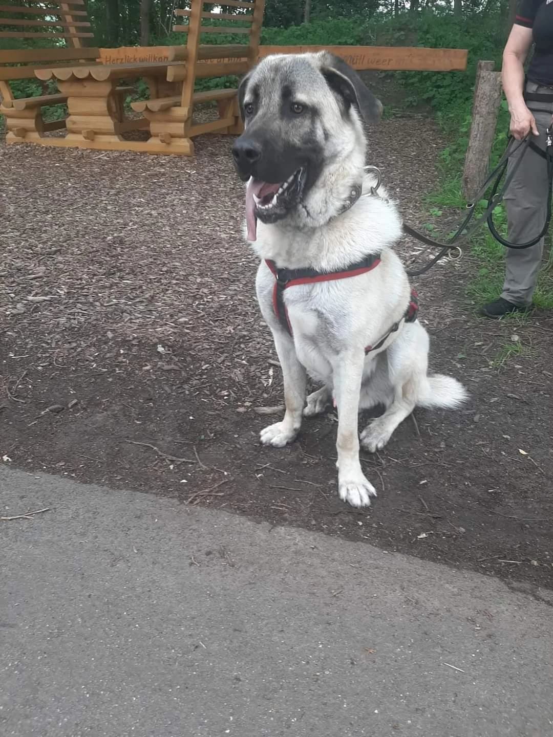 Hinweis, Mixed Breed for adoption at Tierschutzverein Ibbenbüren, Ibbenbüren