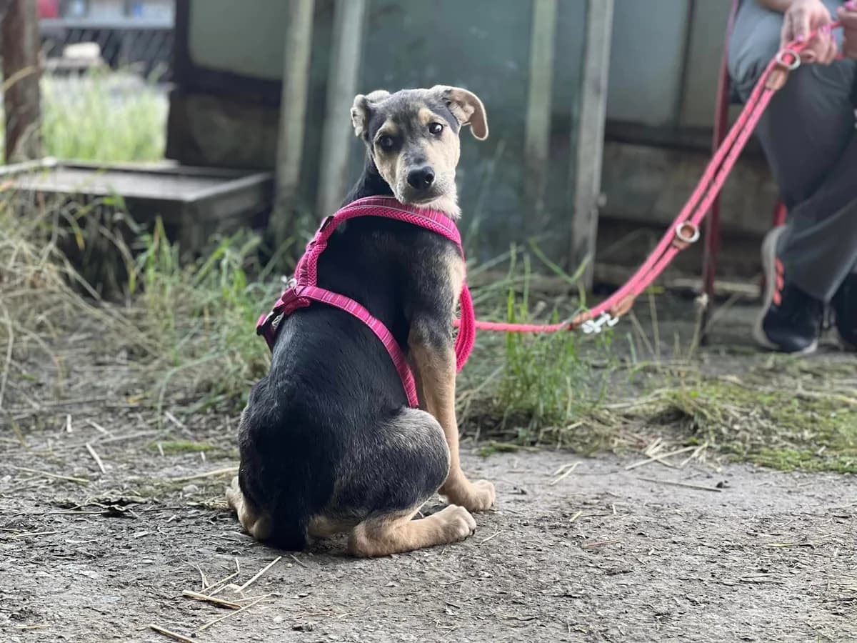 Nick, male puppy Mixed Breed for adoption at Tierschutzverein Ibbenbüren, Ibbenbüren