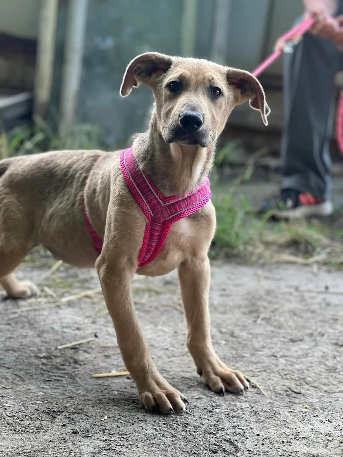 Nelson, male puppy Mixed Breed for adoption at Tierschutzverein Ibbenbüren, Ibbenbüren