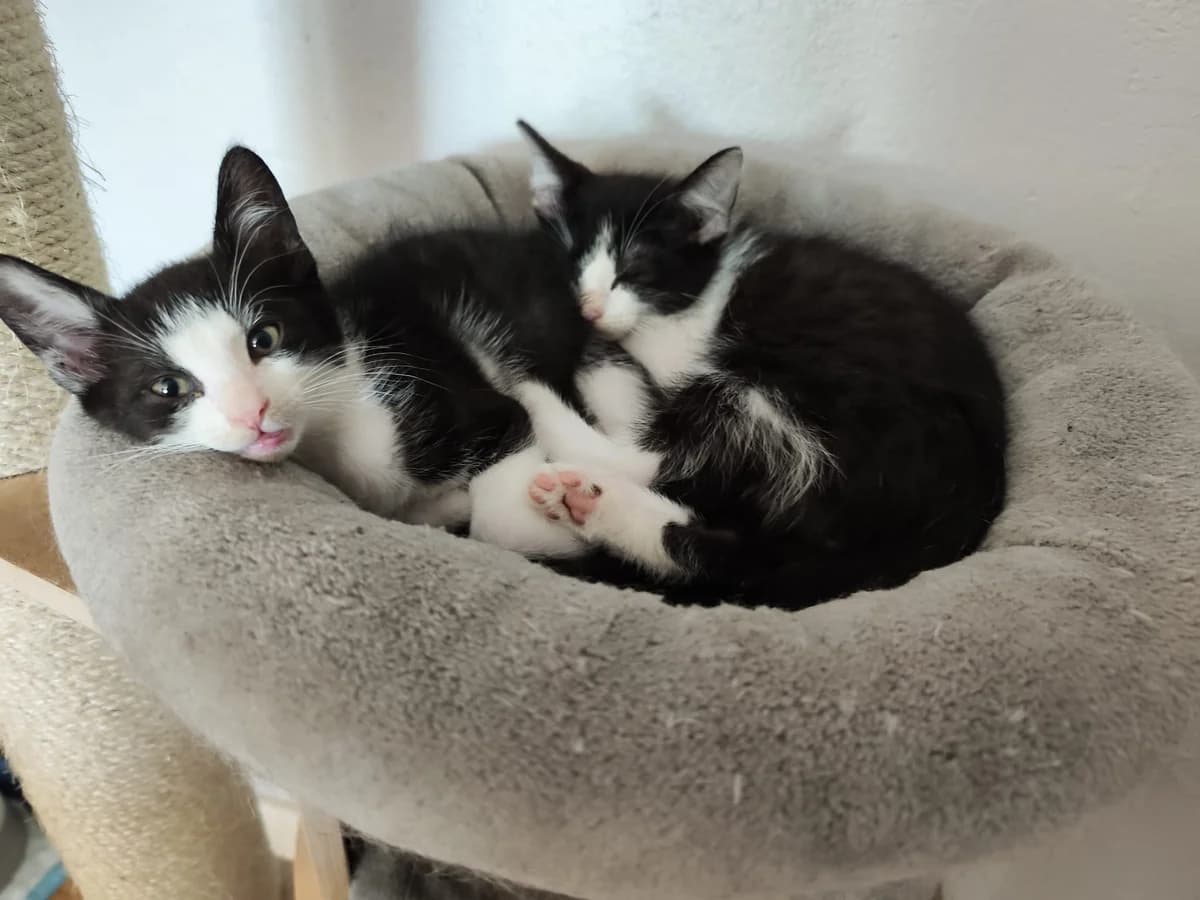 Filou & Milo, male 3yo Mixed Breed for adoption at Tierschutzverein Ibbenbüren, Ibbenbüren