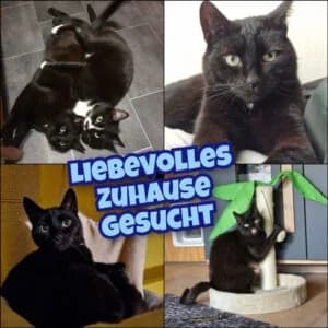 Luzifer, senior Mixed Breed for adoption at Tierschutzverein Kamp-Lintfort