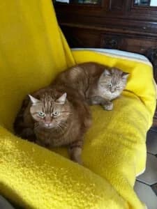 Rosi & Leo, male senior Mixed Breed for adoption at Tierschutzverein Kamp-Lintfort