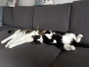 Tinka und Bruno, female senior Mixed Breed for adoption at Tierschutzverein Kamp-Lintfort