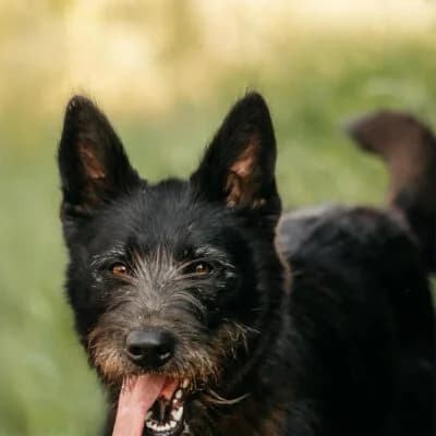 Ajda, schwarz female puppy Mixed Breed for adoption at Tierschutzverein Kesha e.V., Duisburg