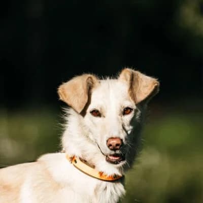 Astrid, female Mixed Breed for adoption at Tierschutzverein Kesha e.V., Duisburg