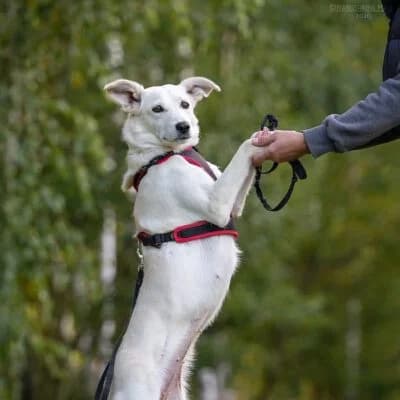 Bella, female Mixed Breed for adoption at Tierschutzverein Kesha e.V., Duisburg