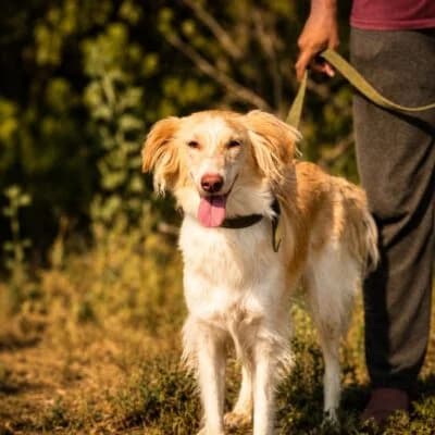 Charlize, female Mixed Breed for adoption at Tierschutzverein Kesha e.V., Duisburg