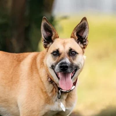 Dasha, female Mixed Breed for adoption at Tierschutzverein Kesha e.V., Duisburg