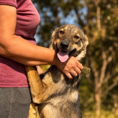 Elsa, female puppy Mixed Breed for adoption at Tierschutzverein Kesha e.V., Duisburg