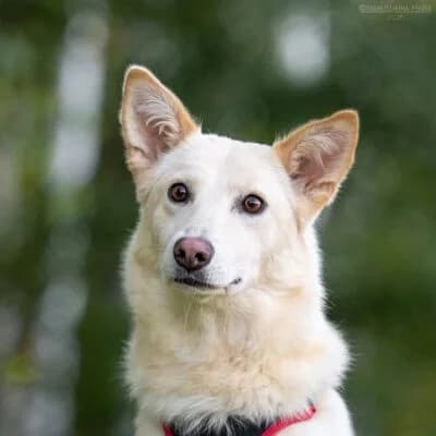 Grace, female Mixed Breed for adoption at Tierschutzverein Kesha e.V., Duisburg