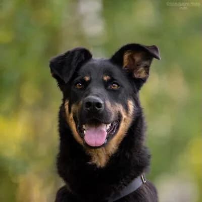 Klava, female puppy German Shepherd for adoption at Tierschutzverein Kesha e.V., Duisburg